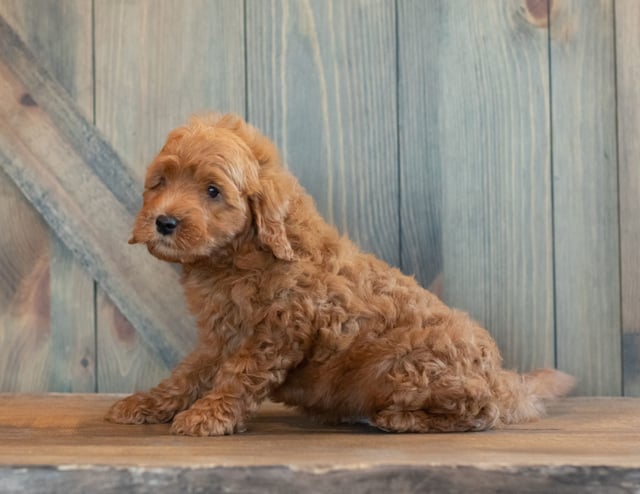 Goose came from Berkeley and Reggie's litter of F1B Goldendoodles