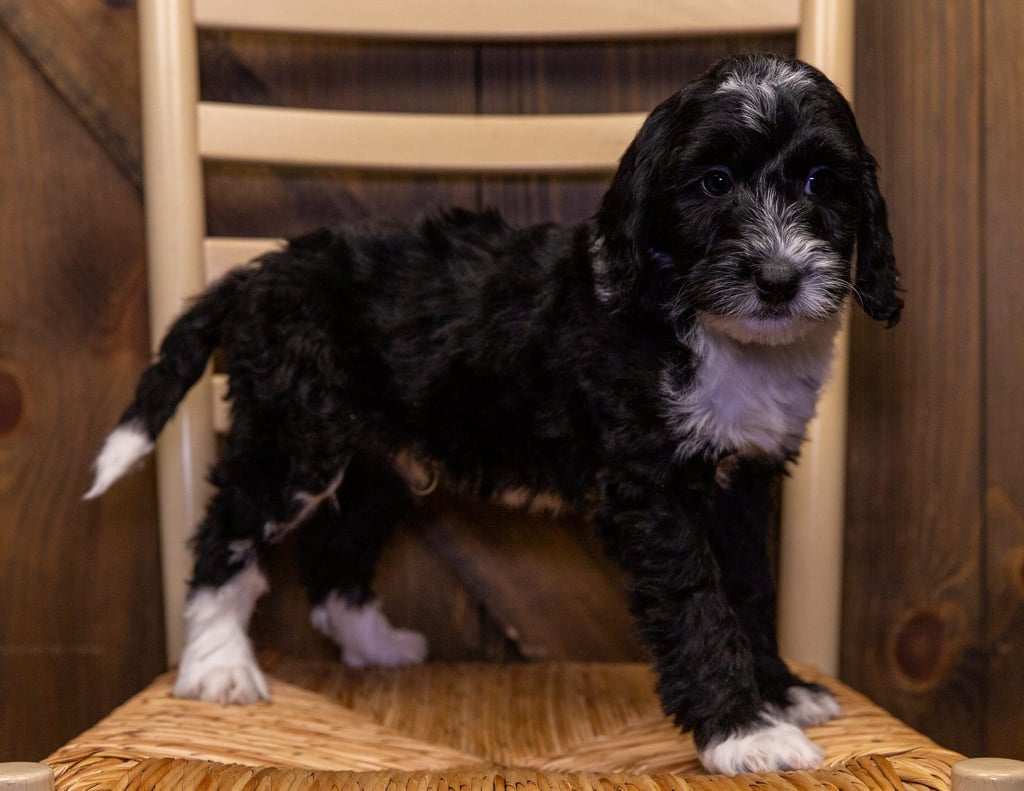 A picture of a Waylon, one of our Mini Sheepadoodles for sale