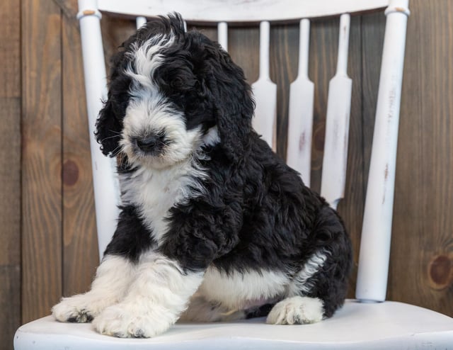 Nash is an F1 Sheepadoodle that should have  and is currently living in Iowa