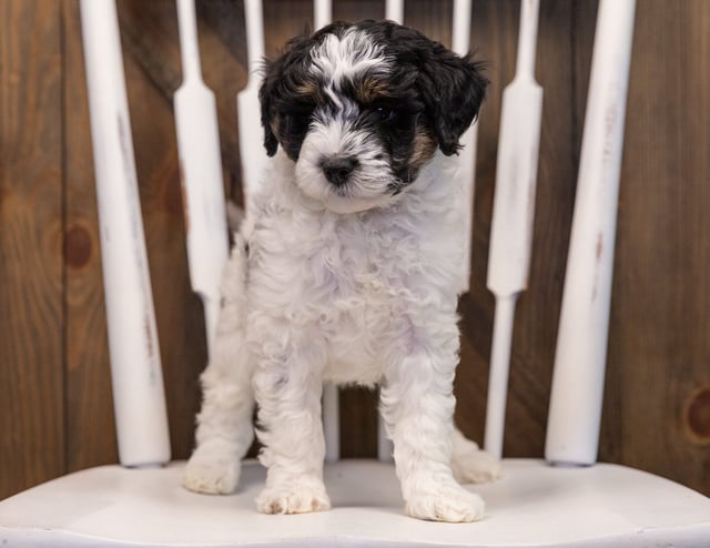 Wrigley came from Gabby and Stanley's litter of F1B Sheepadoodles