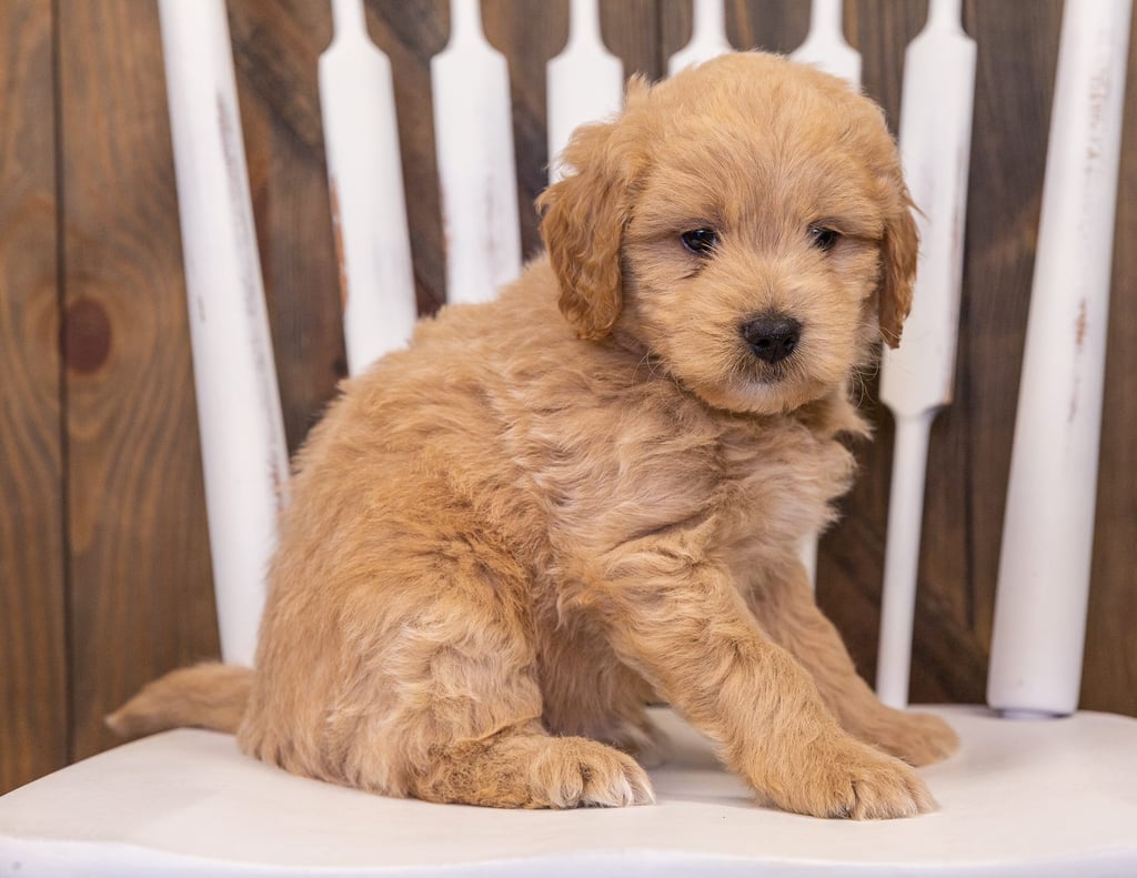 A picture of a Radar, one of our Mini Goldendoodles puppies that went to their home in Colorado