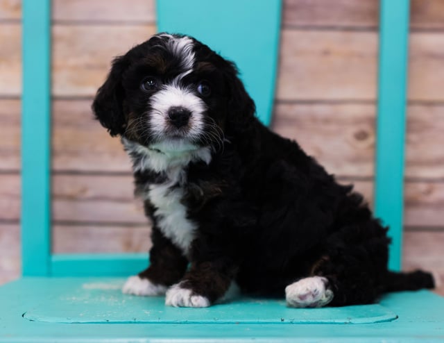 Lana is an F1 Bernedoodle that should have  and is currently living in Minnesota