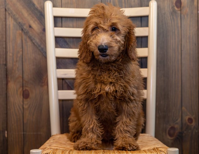 Haven came from Aspen and Reggie's litter of F1 Goldendoodles