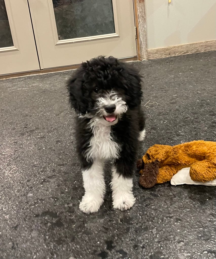 A picture of a Izzy, one of our Mini Sheepadoodles puppies that went to their home in Wisconsin