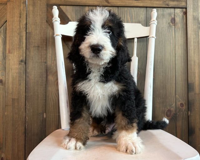 Jacob is an F1 Bernedoodle that should have  and is currently living in New York