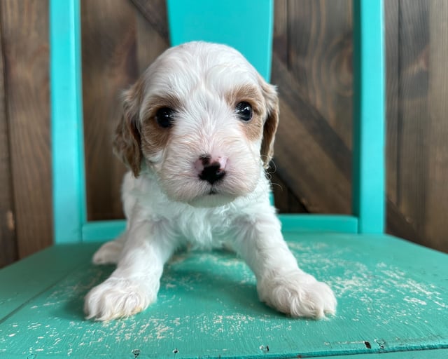 A picture of a Kory, one of our Mini Cavapoos puppies that went to their home in Iowa 