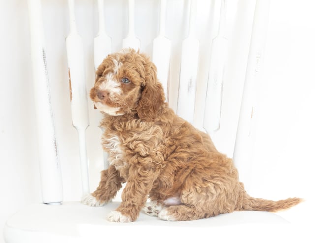 A picture of a Memphis, one of our Mini Goldendoodles puppies that went to their home in Kansas