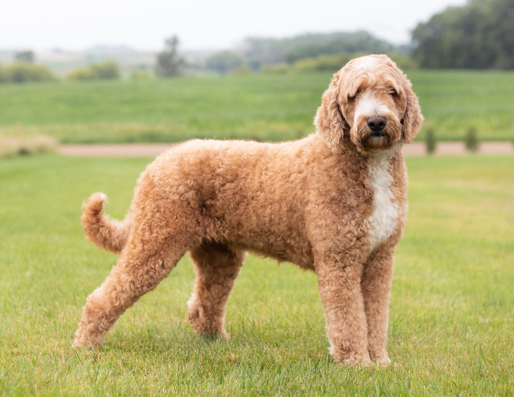 Dallas is an F1 Goldendoodle and a mother here at Poodles 2 Doodles, Sheepadoodle and Bernedoodle breeder from Iowa