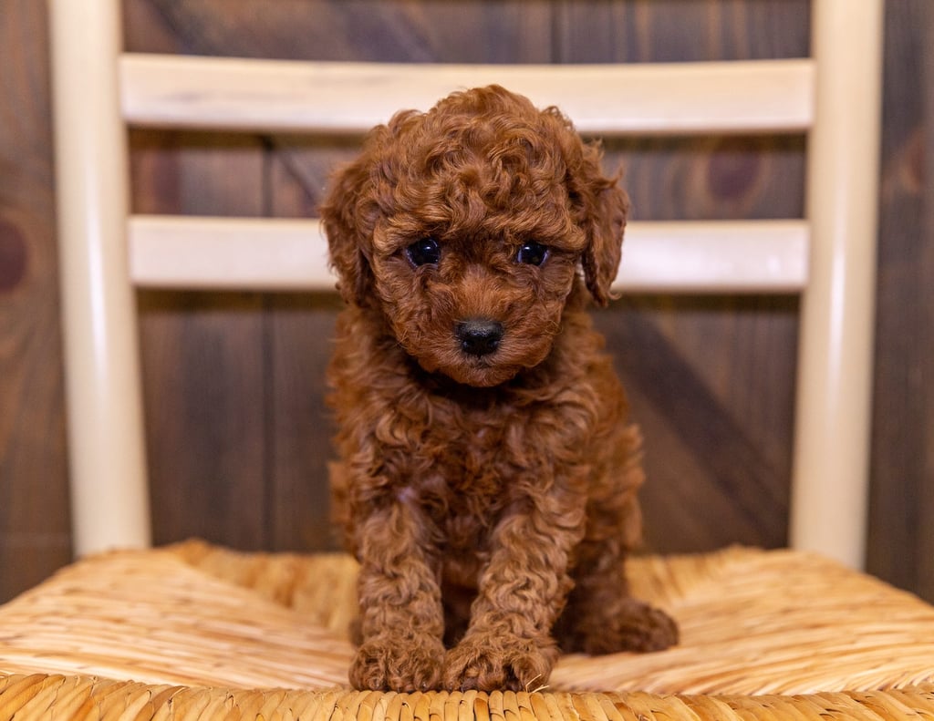 Another pic of our recent Cavapoo litter