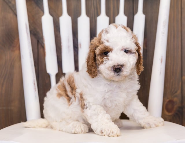 A picture of a Venus, one of our Mini Goldendoodles puppies that went to their home in Tennessee