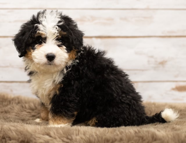 Nam came from Willow and Stanley's litter of F1 Bernedoodles