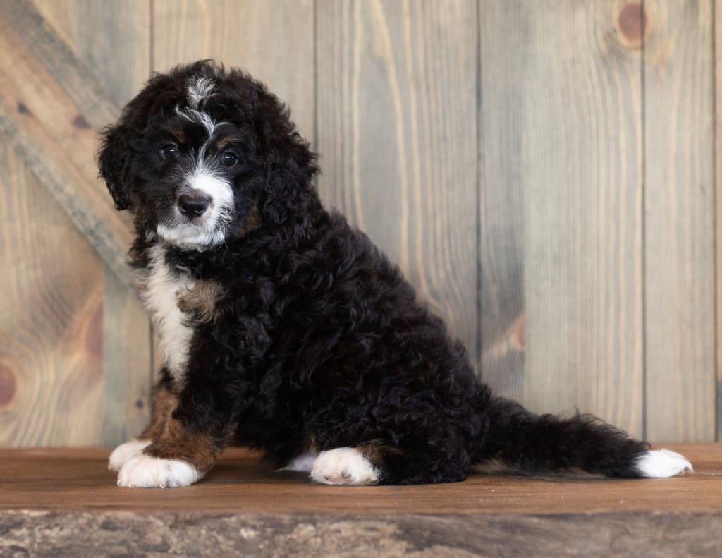 A picture of a Cash, one of our Mini Bernedoodles puppies that went to their home in Nebraska
