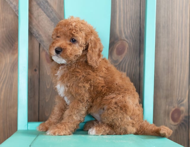 Winter is an F1BB Goldendoodle that should have  and is currently living in Nebraska