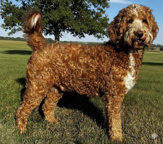 A picture of one of our Goldendoodle mother's, Luna.