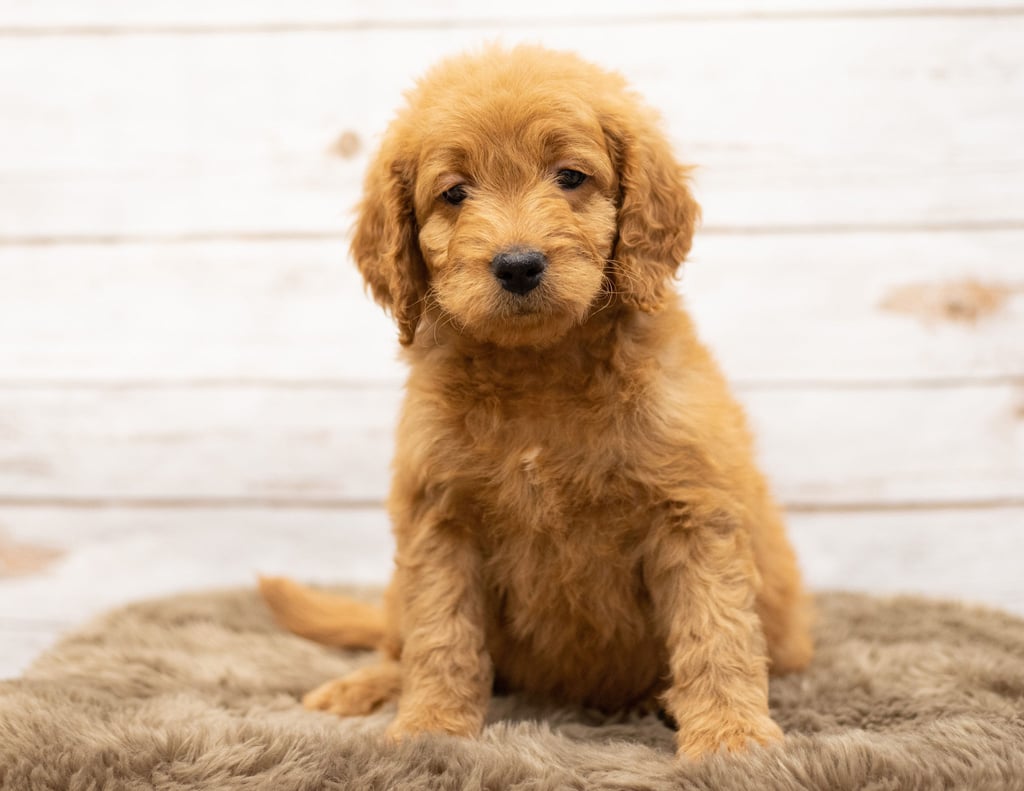 Oggy is an Multigen Goldendoodle that should have  and is currently living in South Dakota
