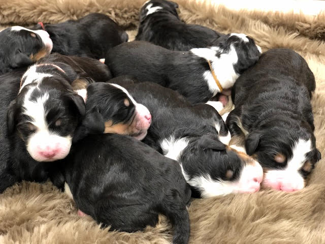 Tri Colored F1 Mini Bernedoodles