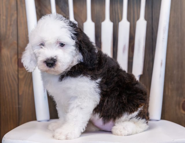 Emma is an F1 Sheepadoodle that should have  and is currently living in Wisconsin 
