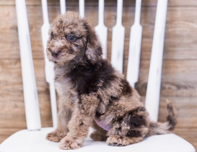 This litter of Goldendoodles are of the F1B generation.