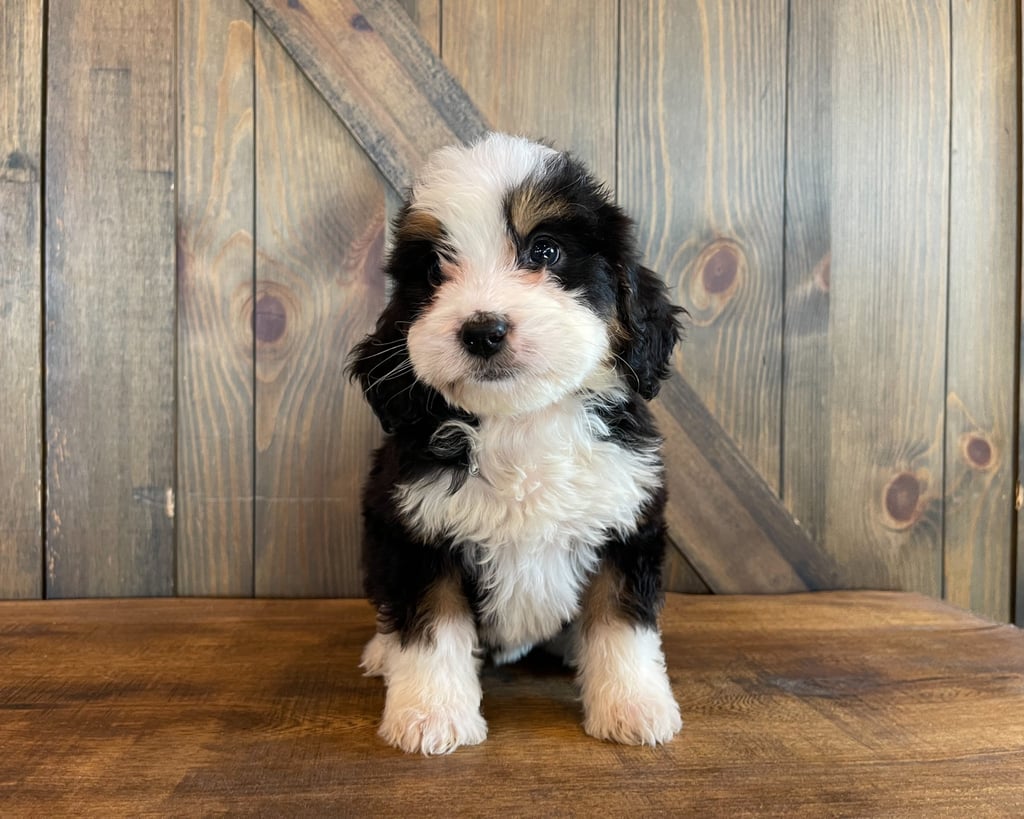 A picture of a Zuna, one of our Standard Bernedoodles puppies that went to their home in Texas
