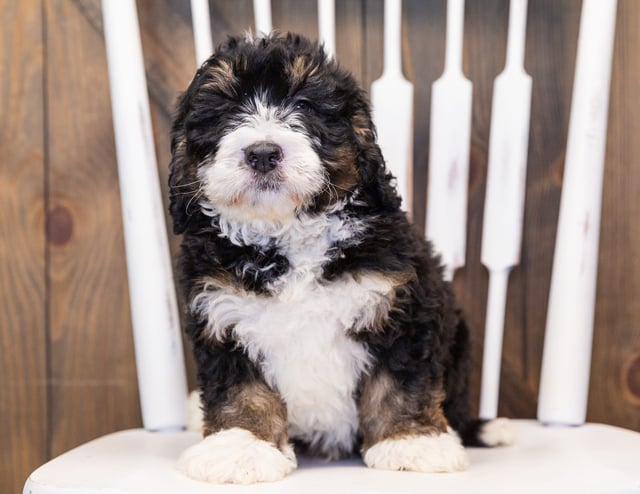 Monte came from Tyrell and Grimm's litter of F1 Bernedoodles
