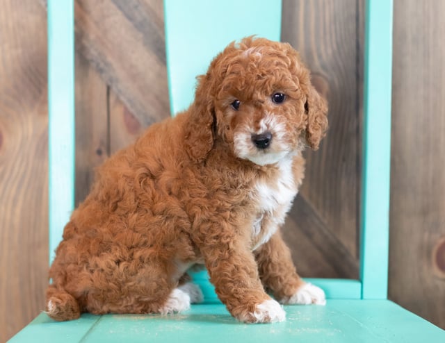 Willa came from Candice and Teddy's litter of F1BB Goldendoodles