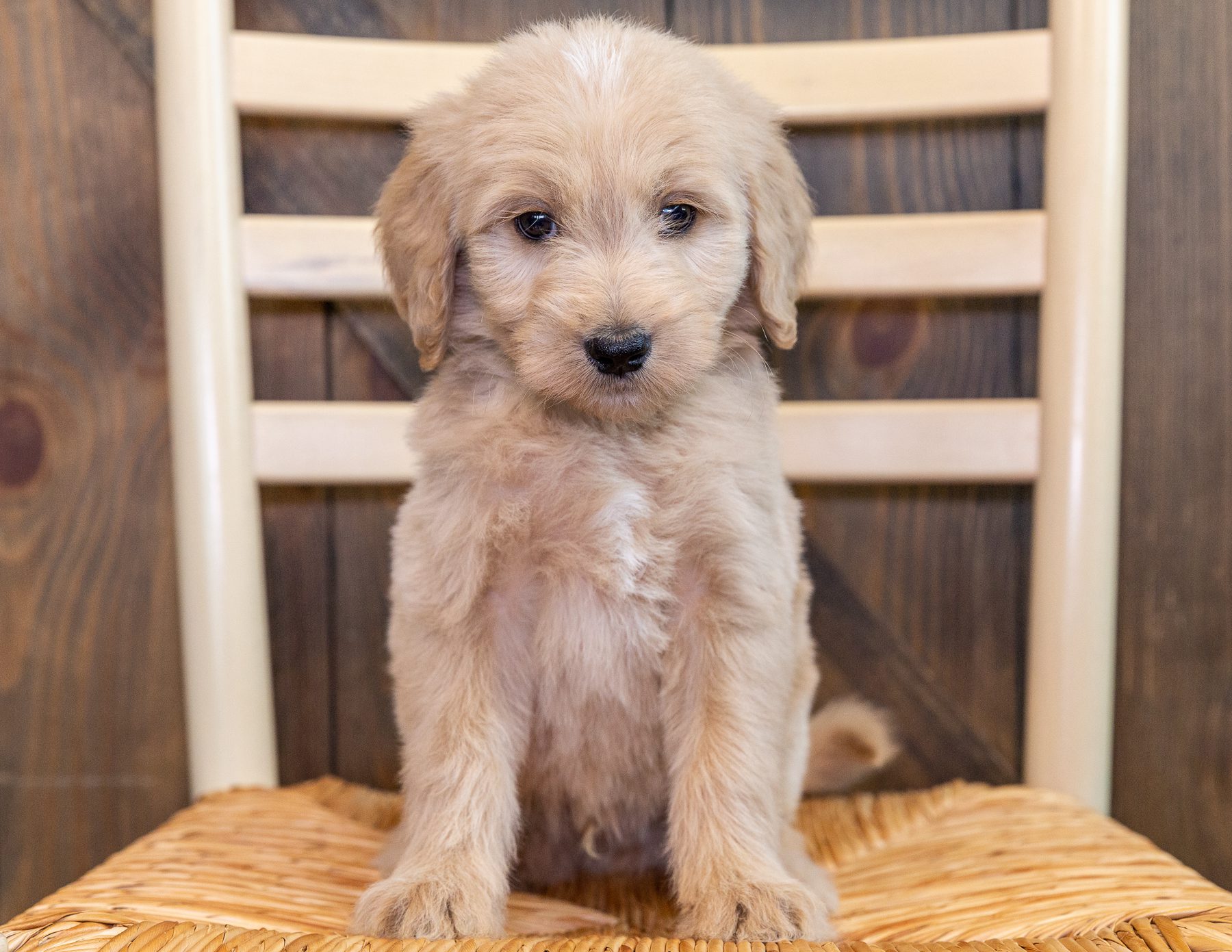 A litter of Standard Goldendoodles raised in Iowa by Poodles 2 Doodles