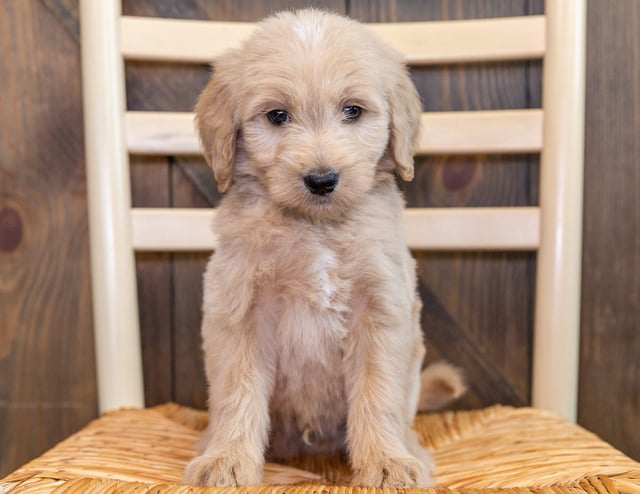 Quetin came from Sassy and Scout's litter of F1 Goldendoodles