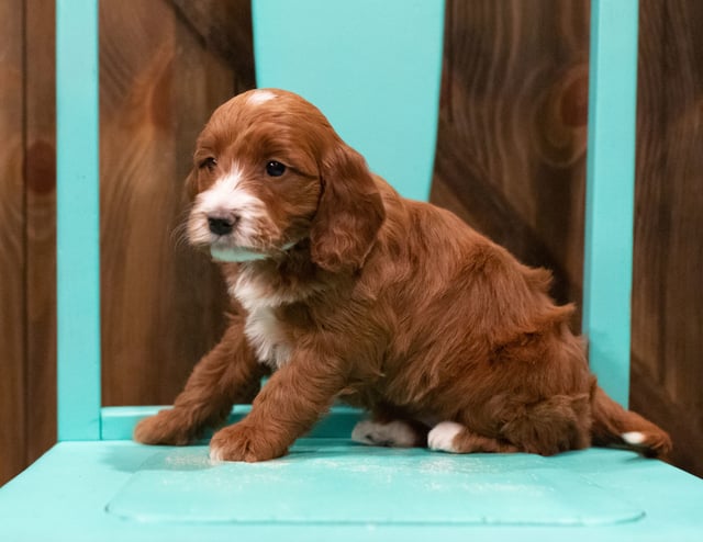 Fae is an F1 Irish Doodle that should have  and is currently living in New Jersey