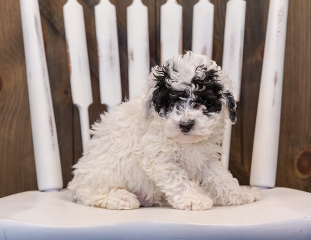 A picture of a Quasi, one of our Mini Sheepadoodles puppies that went to their home in Massachusetts 