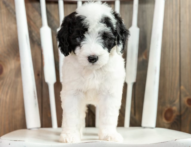 A picture of a Linus, one of our Mini Sheepadoodles puppies that went to their home in California