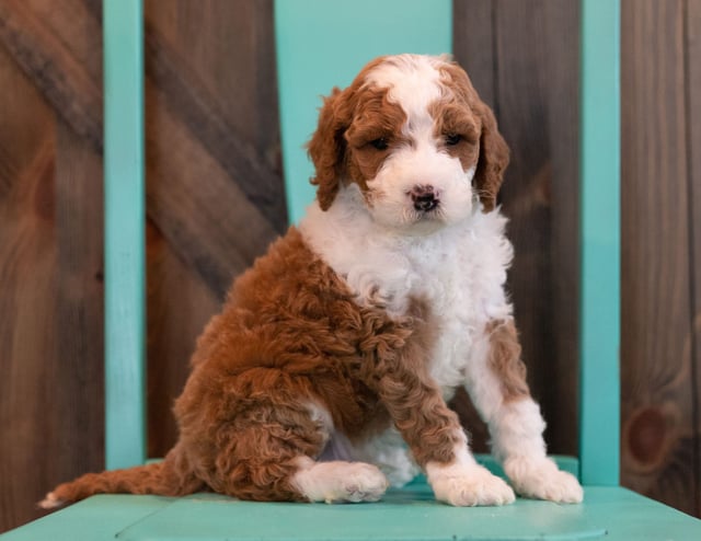 This litter of Goldendoodles are of the F1BB generation.