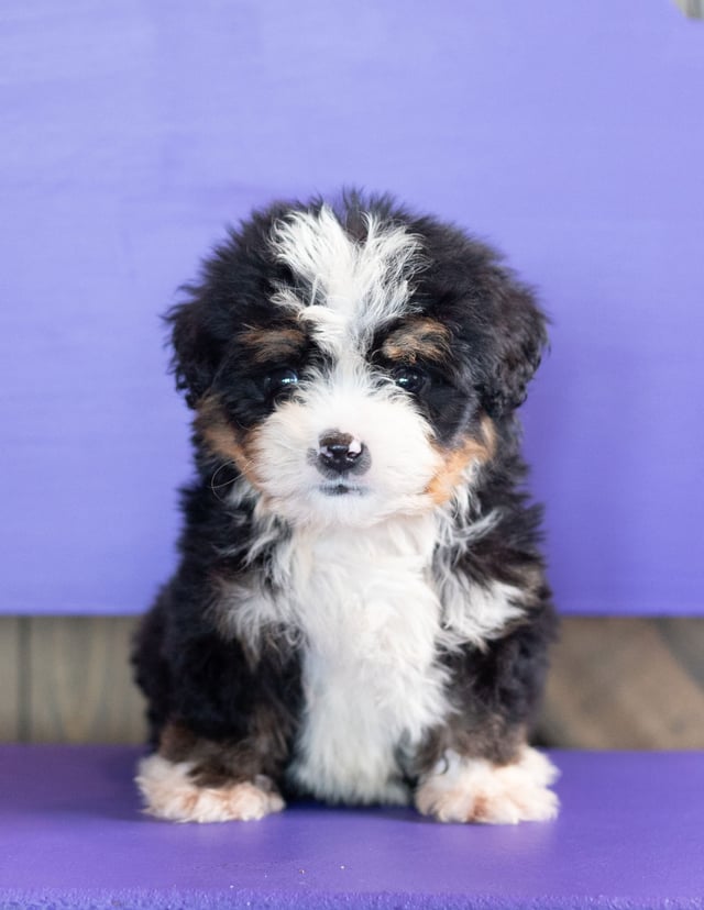 A picture of a Zen, one of our Mini Bernedoodles puppies that went to their home in Nebraska