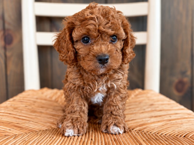 A picture of a Georgia, a gorgeous Petite Cavapoos for sale