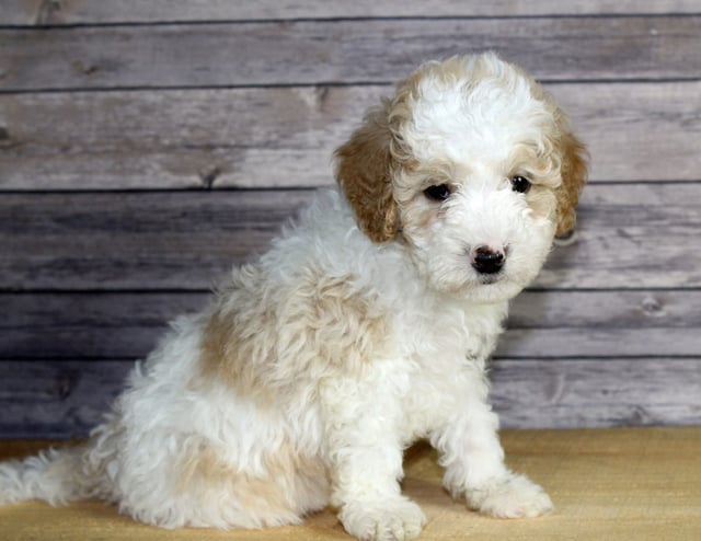 Wesley is an F1B Bernedoodle that should have  and is currently living in Iowa