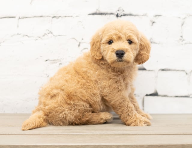 Yackson is an F1 Goldendoodle for sale in Iowa.