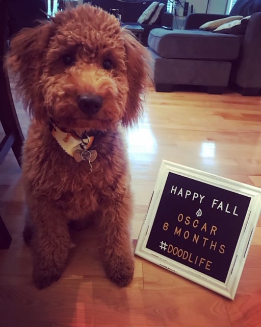 Mini Goldendoodle welcoming in new human