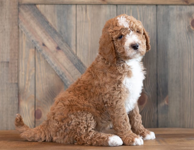 A picture of a Xant, one of our Mini Goldendoodles puppies that went to their home in California