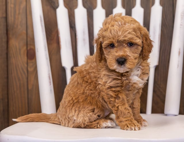 A picture of a Rainy, one of our Mini Goldendoodles puppies that went to their home in Florida