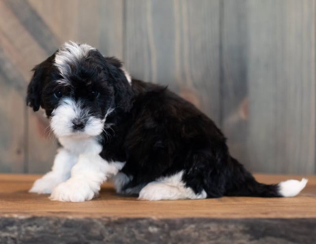 Vinny came from Shandy and River's litter of F1 Sheepadoodles