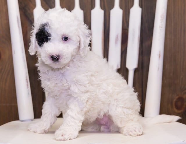 Cruz is an F1B Sheepadoodle that should have  and is currently living in Illinois