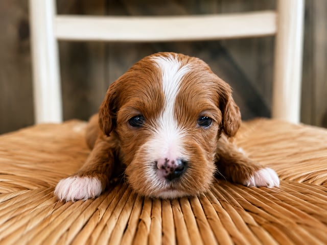 A picture of a Fiona, a gorgeous Petite Cavapoos for sale