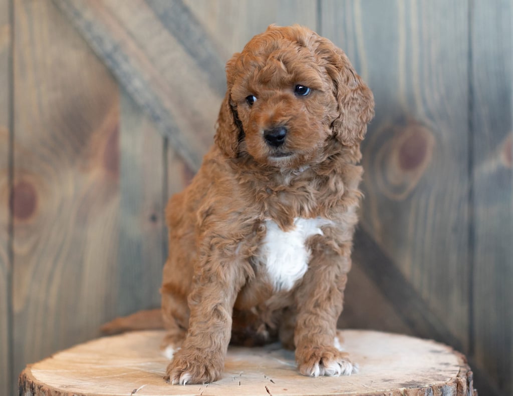 Compare and contrast Goldendoodles with other doodle types at our breed comparison page!