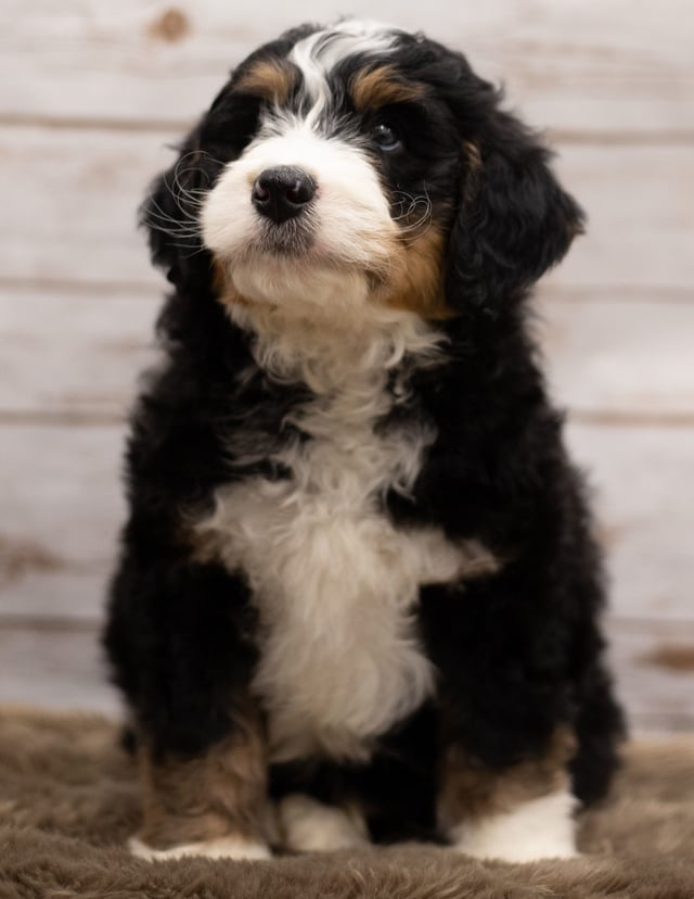 Another great picture of Ian, a Bernedoodles puppy