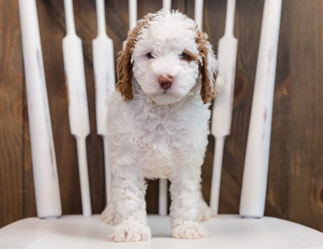 Brody came from Paisley and Milo's litter of F1B Goldendoodles