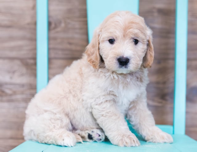 A picture of a Oddie, one of our Mini Goldendoodles puppies that went to their home in Iowa