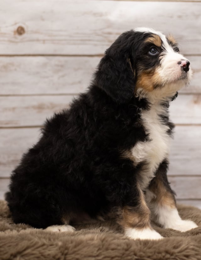 Another great picture of Ink, a Bernedoodles puppy