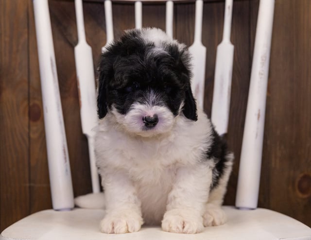 Nash came from Kaze and Bentley's litter of F1 Sheepadoodles