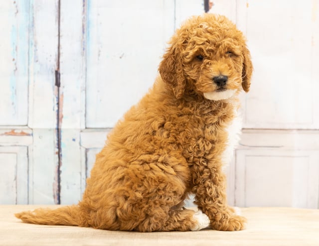 A picture of a Vinny, a gorgeous Mini Goldendoodles for sale