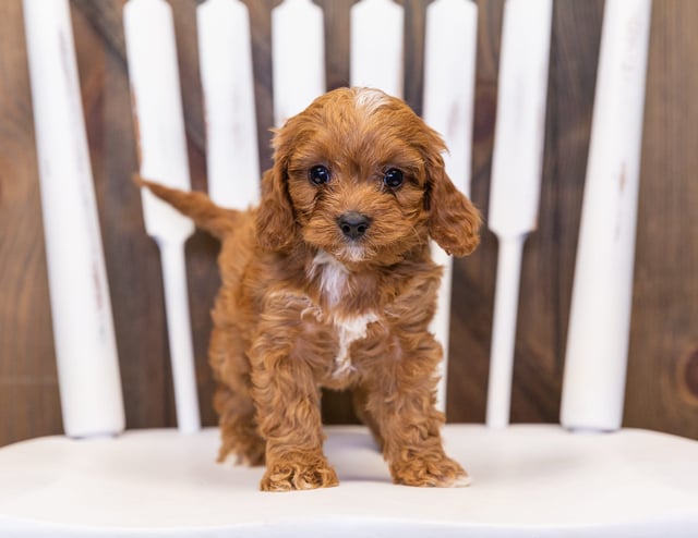 Nassi came from Daisy and Reggie's litter of F1 Cavapoos