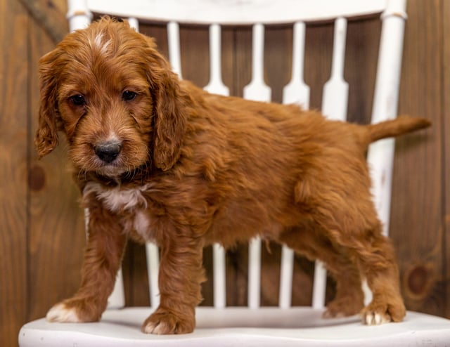 Yoyo is an F1 Goldendoodle for sale in Iowa.